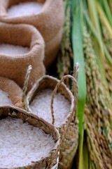  paddy grain and rice seed