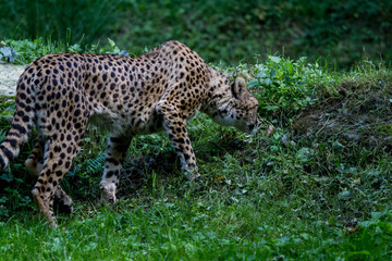 Guépard