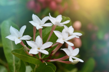 soft blur focus of carunda flowers.