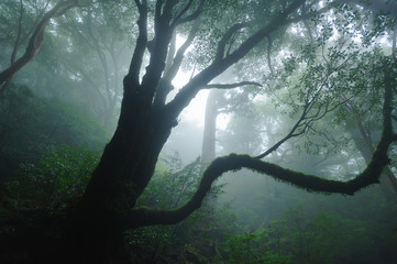 Fototapeta premium 屋久島の森