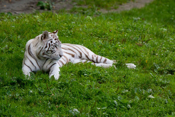 Fototapeta na wymiar Tigre blanc