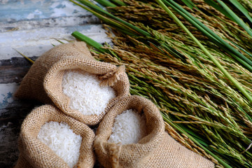  paddy grain and rice seed