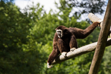 Singe