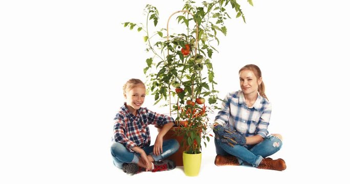 Daughter and woman near big tomato plant on white background smiling at camera