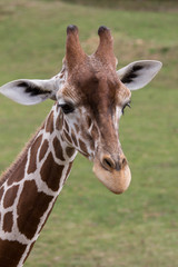 Girafe 
