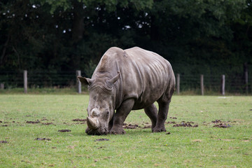 Obraz premium rhinocéros 