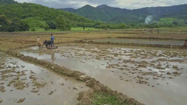 THAC CHAPOR, NINH THUAN/VIETNAM - JULY 15 2017: Tribal peasant stands on harrow drawn by brown and black oxen along mud plot of rice field against hilly jungle on July 15 in Thac Chapor
