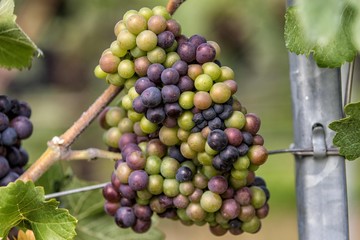 Bunte Trauben