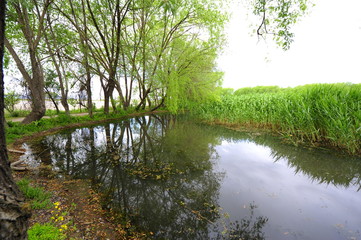 Trees near the river and lake in the summer