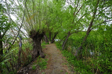 Trees near the river and lake in the summer