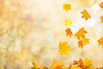 autumn leaves background