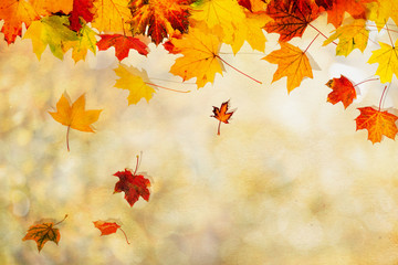 autumn leaves background