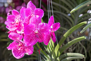 Orchid flower in the garden at winter or spring day for postcard beauty agriculture idea concept...