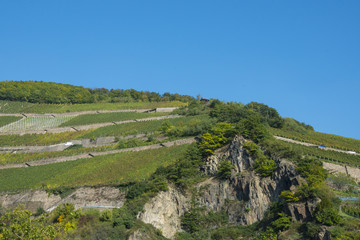 Fototapeta na wymiar Rheingau, region in Germany, vineyard