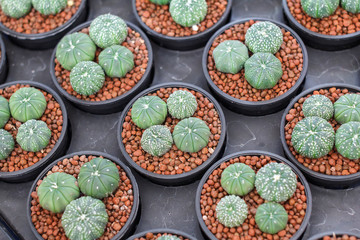 Succulents and cactus in plastic pot at tree market for decoration and landscape idea concept design.