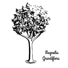 Vector sketch illustration of Southern Magnolia Grandiflora. Black silhouette of Bull Bay isolated on white background. Official state tree of Mississippi.