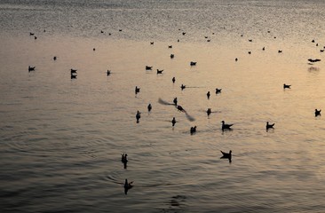 Baltic sea and multicolor sunset