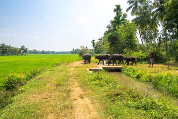 Fototapeta na wymiar Herd of domestic Asian water buffalo near the village Weeraketiya in the southern Province of Sri Lanka. Mostly crossbreeds or breeds from Murrah and Nili Ravi buffalo. Mainly for dairy use