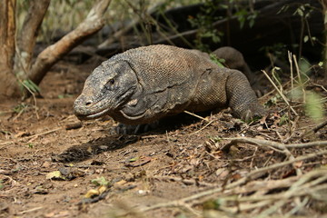 Gigantic komodo dragon in the beautiful nature habitat on a small island in Indonesian sea, Varanus komodoensis, very dangereous wild animals, prehistoric creatures on forgotten place on the earth.