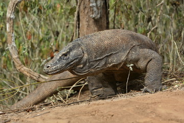 Gigantic komodo dragon in the beautiful nature habitat on a small island in Indonesian sea, Varanus komodoensis, very dangereous wild animals, prehistoric creatures on forgotten place on the earth.