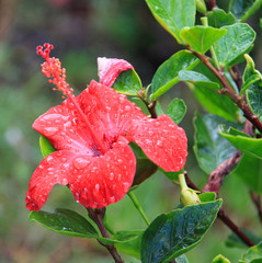 gouttelettes sur Hibiscus-Mad&egrave;re