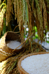 sheaf of rice and paddy grain