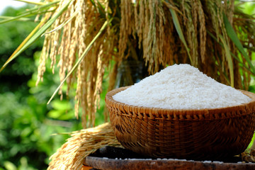 sheaf of rice and paddy grain