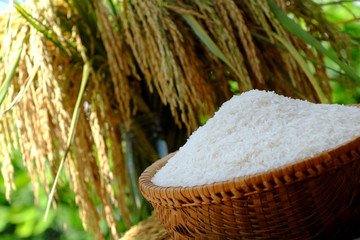 sheaf of rice and paddy grain