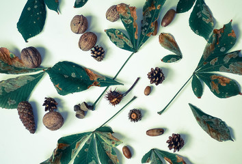 Leaves of chestnut tree, walnuts and acorn on white background, close up