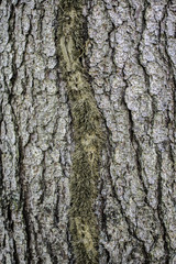 Fototapeta premium Patern