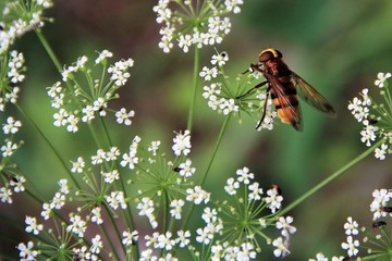 insecte sur une fleur
