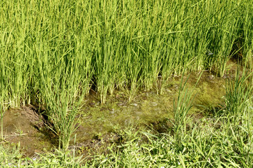 flooded rice field near Besate, Italy