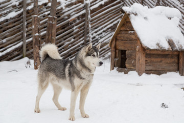 Husky dog standing in the snow