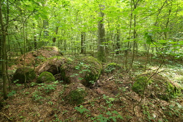 Remains of the megalithic tomb Forst Poggendorf 2 in Mecklenburg-Vorpommern, Germany