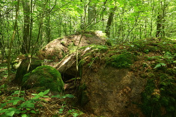 Remains of the megalithic tomb Forst Poggendorf 2 in Mecklenburg-Vorpommern, Germany