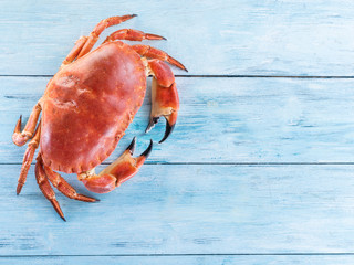 Cooked brown crab or edible crab isolated on the blue wooden table. - obrazy, fototapety, plakaty