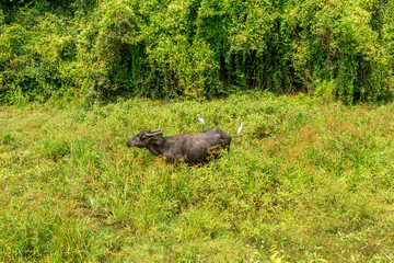 Domestic Asian water buffalo near the village of Weeraketiya in the Southern Province of Sri Lanka. Mostly crosses or breeds of Murrah and Nili Ravi buffalo. Mainly for milk production.