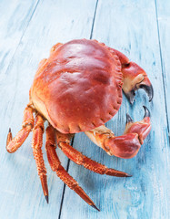 Cooked brown crab or edible crab.