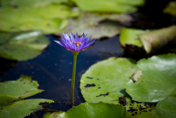 Single beautiful purple lotus flower or waterlily blooming and emerging from the water with green lotus leaves in nature 