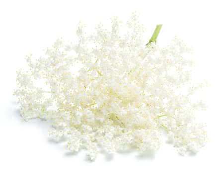 Elderberry flowers on the white background.