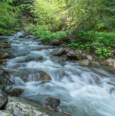 Mountain stream. Summer landscape in forest.