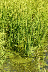 rice plant in flooded field near Besate, Italy