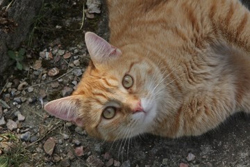chat