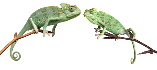 Foto op Plexiglas chameleons - Chamaeleo calyptratus on a branch isolated on white © Vera Kuttelvaserova