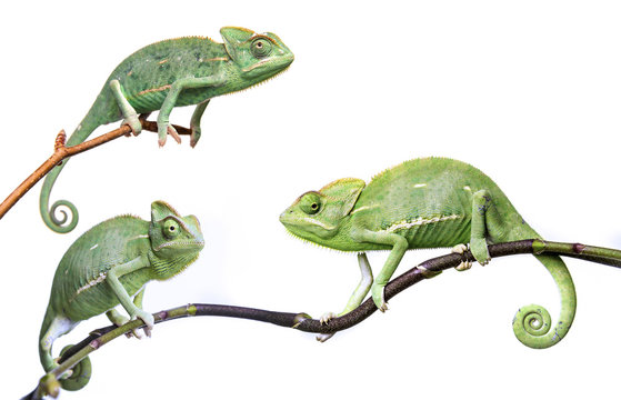 chameleons - Chamaeleo calyptratus on a branch isolated on white