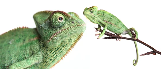 Papier Peint photo Caméléon chameleons - Chamaeleo calyptratus on a branch isolated on white