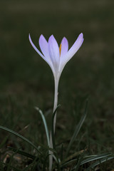 Purple and white flower in the grass