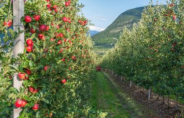 Fototapeta na wymiar View down the idyllic fruit orchards of Trentino Alto Adige, Italy. Trentino South Tyrol.
