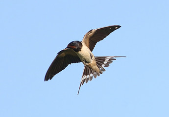 Hunting European Barn Swallow (Hirundo rustica) in flight against a blue sky.