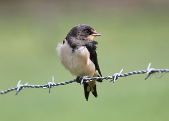 Juvenile European Barn Swallow (Hirundo rustica) perched on barbed wire.